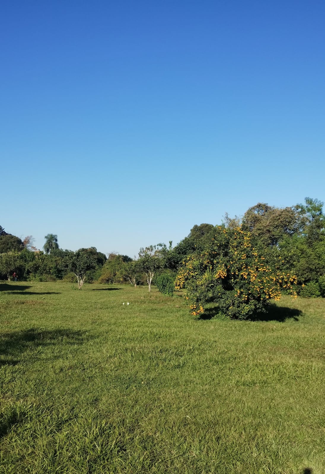 Terreno Zona Pablo Apóstol